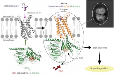 Die abgebildete Interaktion des G-Proteins mit dem Rezeptor zeigt, wie das Hormon im Zusammenspiel mit dem Rezeptor das G-protein aktiviert - ©Charité_Patrick Scheerer