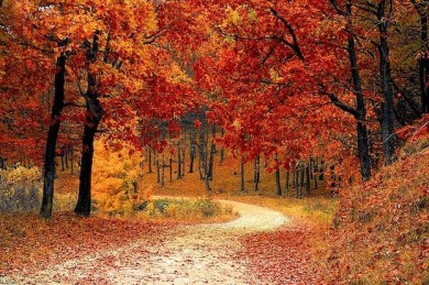 Traumhaft schön - der Herbstwald - ©Pixabay_Valiphotos