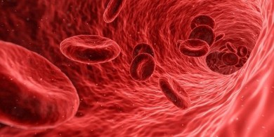 Blutzellen - ©Pixabay_qimono