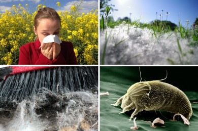 Vielfältige Allergieauslöser - ©Pixabay_WikiImages, monikazoran, Myriams-Fotos, cenczi,