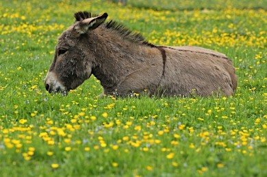 Eselhaut als Zeckenschutz - ©PantherMediaSeller by Depositphotos