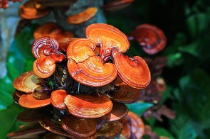 Reishi <> Ganoderma lucidum - ©Deerphoto by Depositphotos