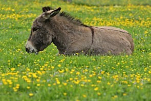 Eselhaut als Zeckenschutz - ©PantherMediaSeller by Depositphotos