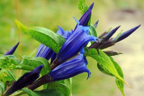 Blauer Enzian (Gentiana clusii) - ©gkordus by Depositphotos