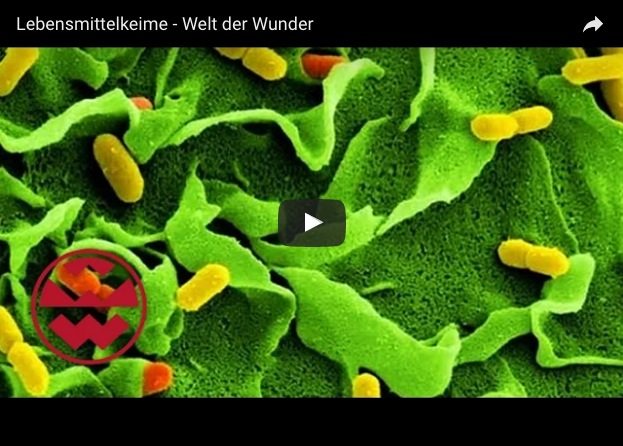 Lebensmittelkeime - Welt der Wunder