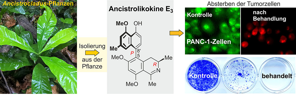 Von der Pflanze zum Wirkstoff – Ancistrolikokin E3 hemmt das Wachstum und die Kolonie-Bildung von Bauchspeicheldrüsenkrebszellen.