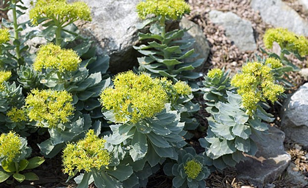 Rhodiola rosea