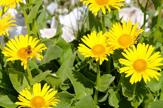 Arnika – Arnica montana