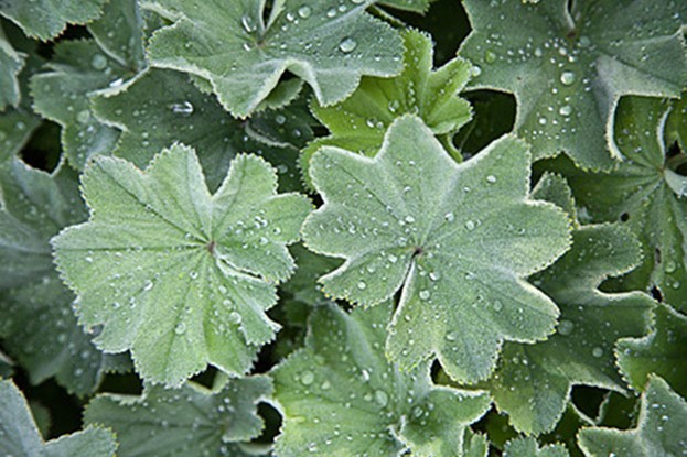 Frauenmantel – Alchemilla vulgaris