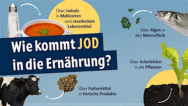 Wie kommt das Jod in das Speisesalz?