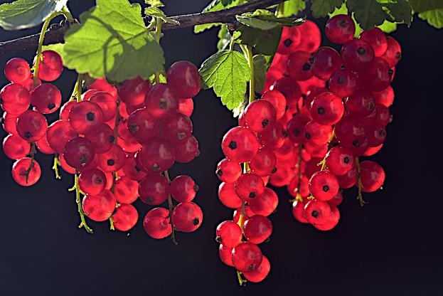 Johannisbeeren