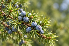 Wacholder (Juniperus communis) mit Beeren - AI-generiert