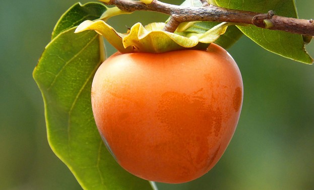 Ob Kaki, Sharonfrucht oder Persimone - alles eine Frucht