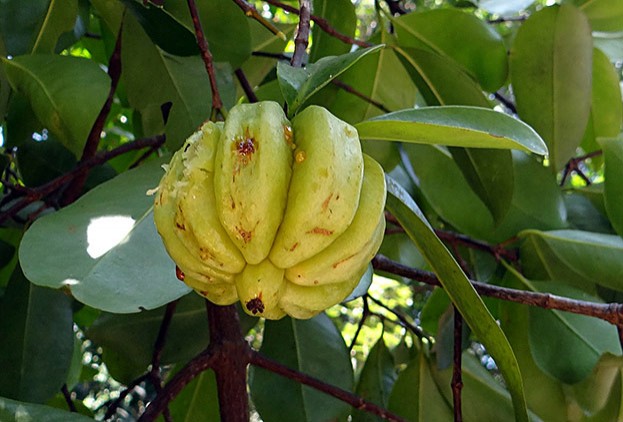 Tamarindenfrucht