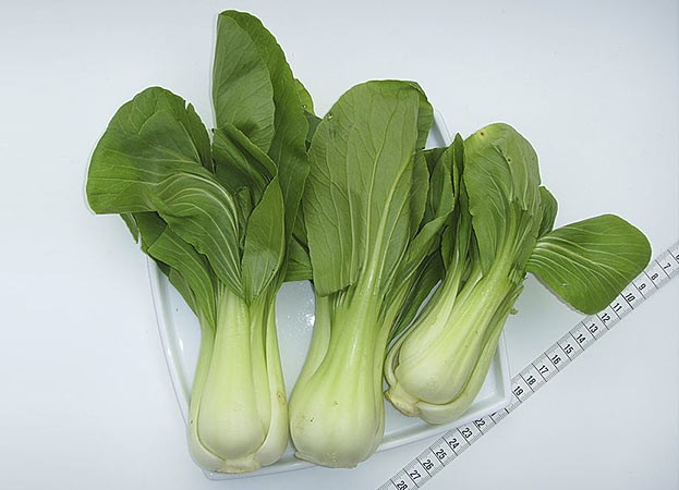 Pak Choi (Chinesischer Senfkohl)