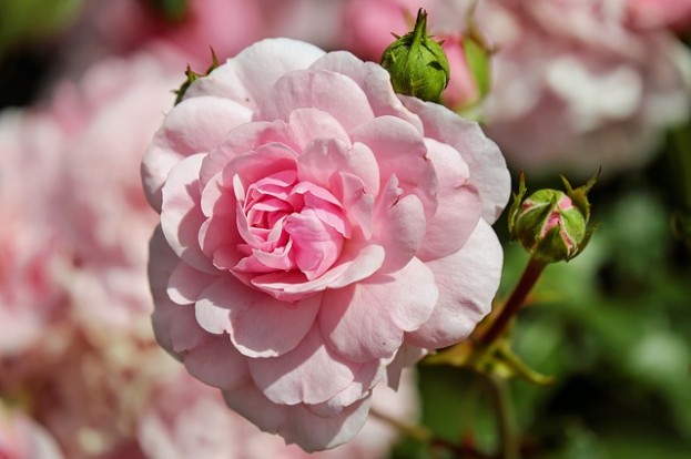 Bei M. ASAM duftet im Frühling alles nach Rosen