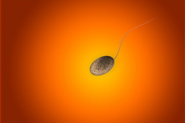 Sperma - ein kostbares Gut