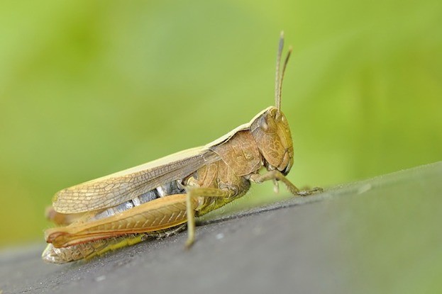 Insekten zum Grillen?