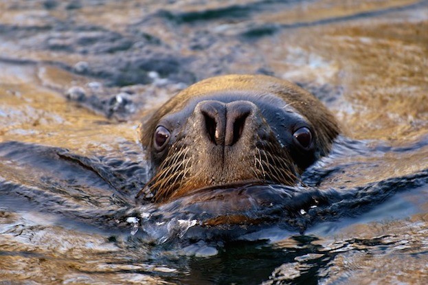 Seelöwe auf Long Island