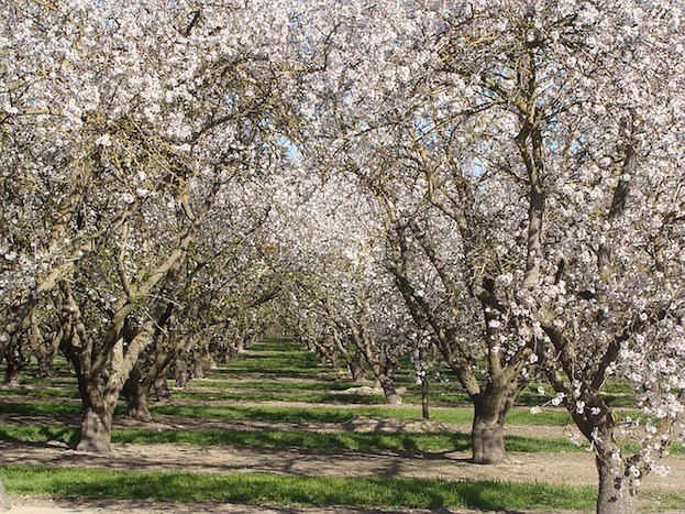 Blühende Marillenbäume
