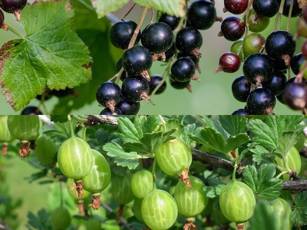 Jostabeeren: Kreuzung aus Schwarzen Johannis- und Stachelbeeren