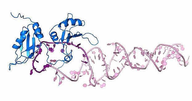 Die Wissenschaftler konnten nachweisen, wie genau das Protein (blau) die pri-miR-18a (pink) erkennt und deren Struktur derart verändert, dass sie sich zur fertigen miRNA-18a weiterentwickelt. 