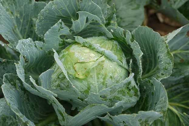 Weißkraut oder Weißkohl