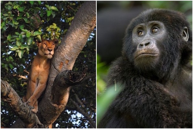 Baumlöwen in der Ishasha-Sektion, Jung-Gorilla im Bwindi Nationalpark