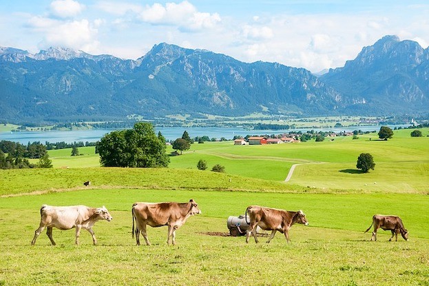 Glückliche Kühe auf Allgäuer Wiesen