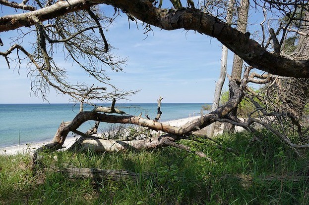 Ostseestrand im Naturpark Fischland-Darß