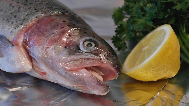 Das Kollagen im Fisch kann Allergien auslösen