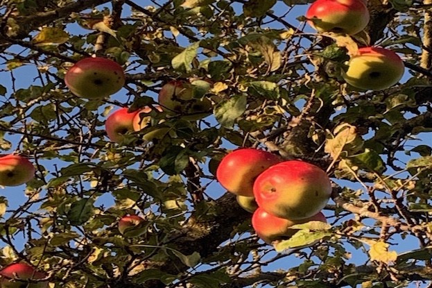 Äpfel in Streuobstwiese 