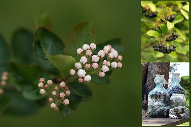 Aroniabeeren (Blüte, Frucht, Saft)