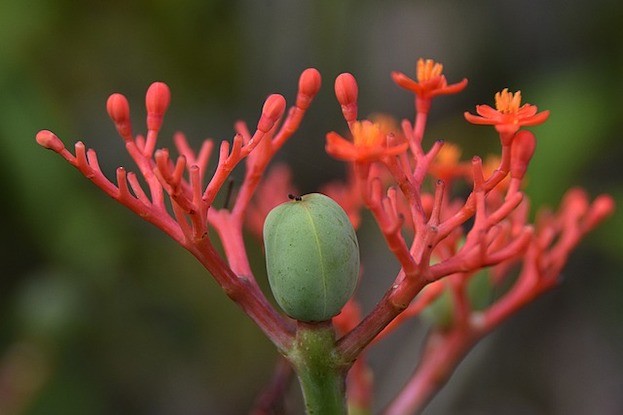 Rote Ginsengblüte