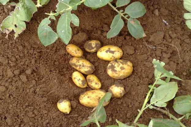 Kartoffelernte am Feld
