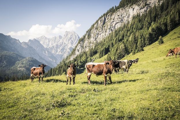 Wanderer sollten den Alm-Tieren mit Respekt begegnen