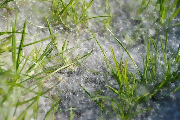 Gräser und Pollen können einen anaphylaktischen Schock auslösen