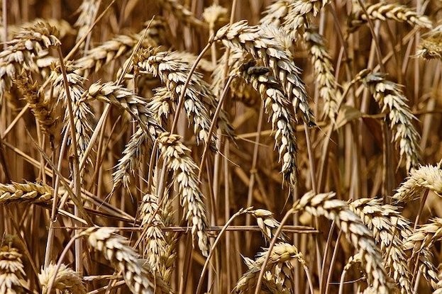 Gluten findet sich vor allem in Weizen