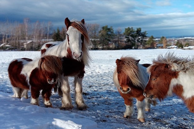 Ponywanderungen im Thüringer Wald sind nicht nur für Kinder eine Freude