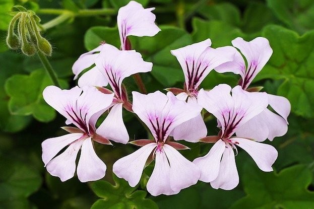 Pelargonie