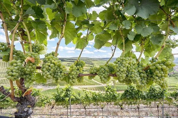 Wein wächst in vielen europäischen Regionen