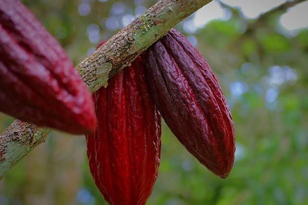 Aus diesen rubinfarbigen Kakaobohnen wird rosarote Schokolade hergestellt 