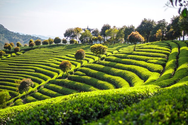 Tee-Garten in China