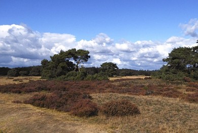 Nationalpark De Hoge Veluwe - ©Dr. K. Huppert