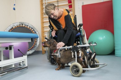 Nach seiner Bandscheiben-OP braucht Wastl selbst noch einen Hunderollstuhl, wodurch eine besondere Verbindung zu den Patienten entsteht. - ©Klaus Krischock / Städtisches Klinikum München