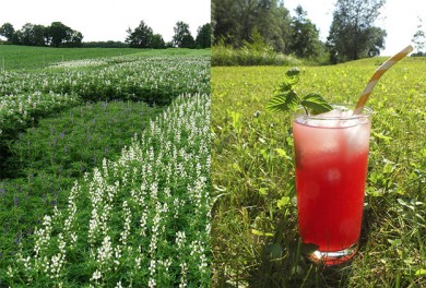 Lupinen als Protein-Drink - ©Frauenhofer IVV