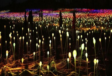 ©Mark Pickthall_Field-of-Light-Uluru