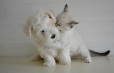 Haustiere fördern zwischenmenschliche Beziehungen! 
 - ©Pixabay