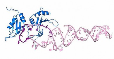 Die Wissenschaftler konnten nachweisen, wie genau das Protein (blau) die pri-miR-18a (pink) erkennt und deren Struktur derart verändert, dass sie sich zur fertigen miRNA-18a weiterentwickelt.  - ©Helmholtz-Zentrum München