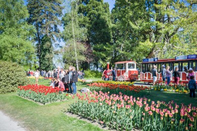 Tulpenfest in Morges am Genfer See - ©Ville de Morges